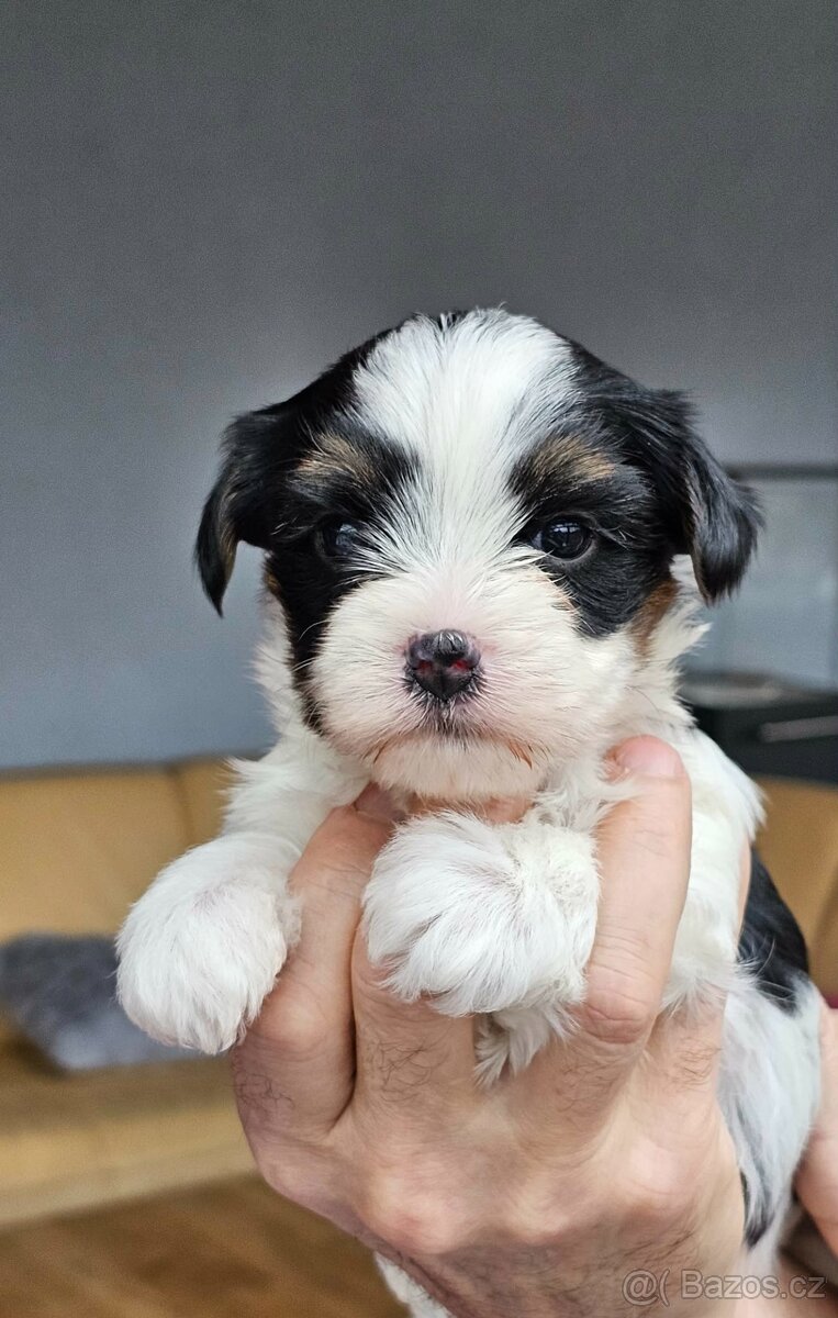 Biewer jorkšírský teriér, Yorkshire holčička s PP - 3