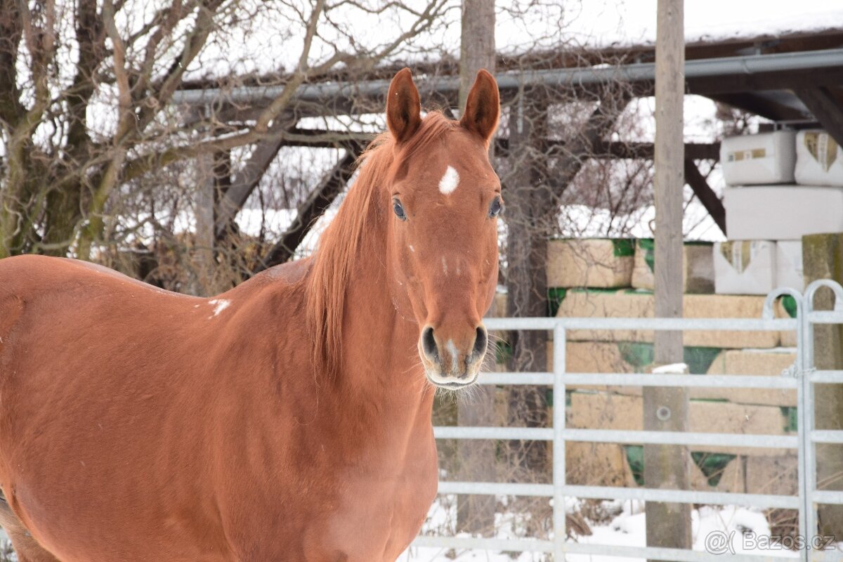 Plnokrevný arab - Připouštění- zapůjčení na sezónu 2026 - 3