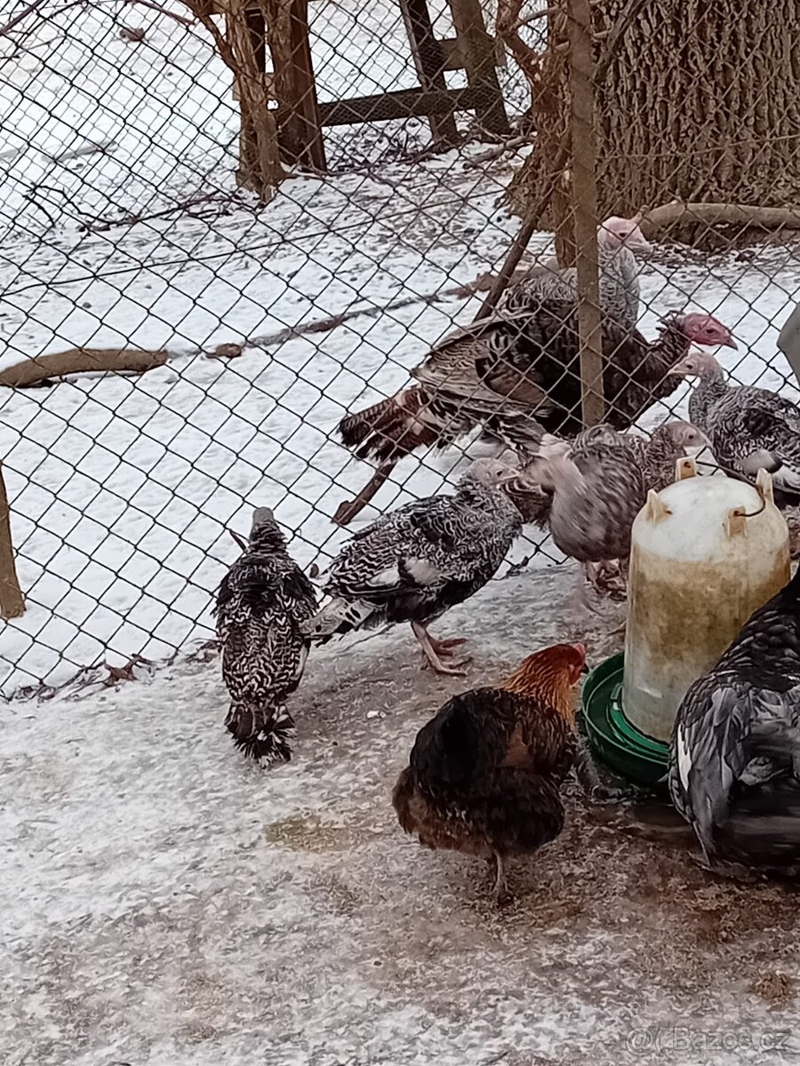 Krůty bronzové - 3