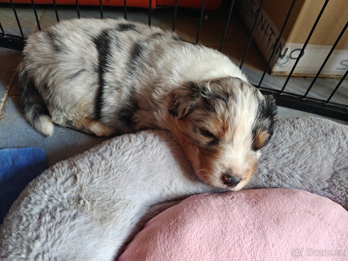 Štěňátka Australský ovčák - 3