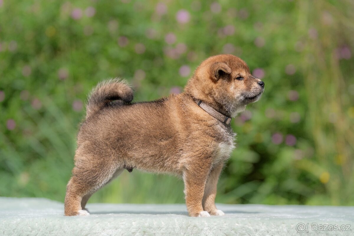 Shiba s PP - 3