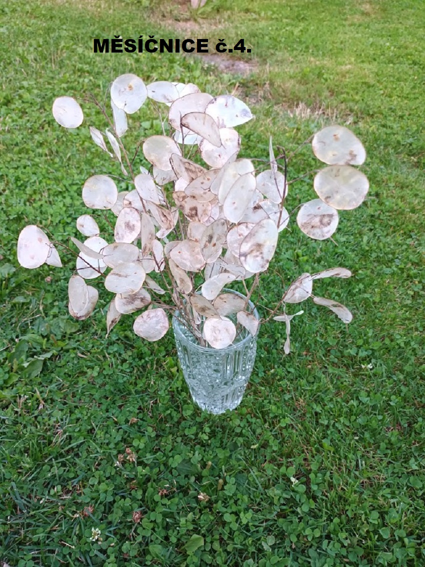 Sušené květiny - MĚSÍČNICE. - 3