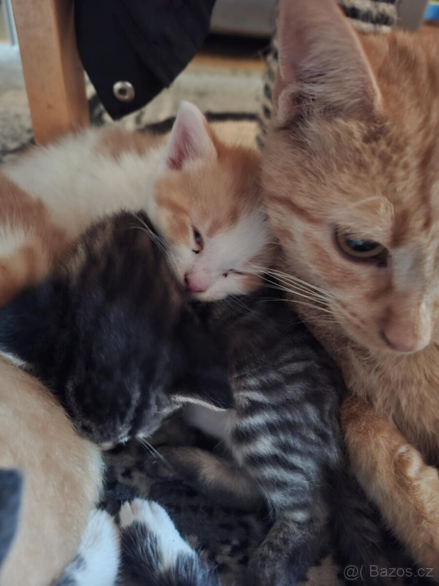 Koťata - 3