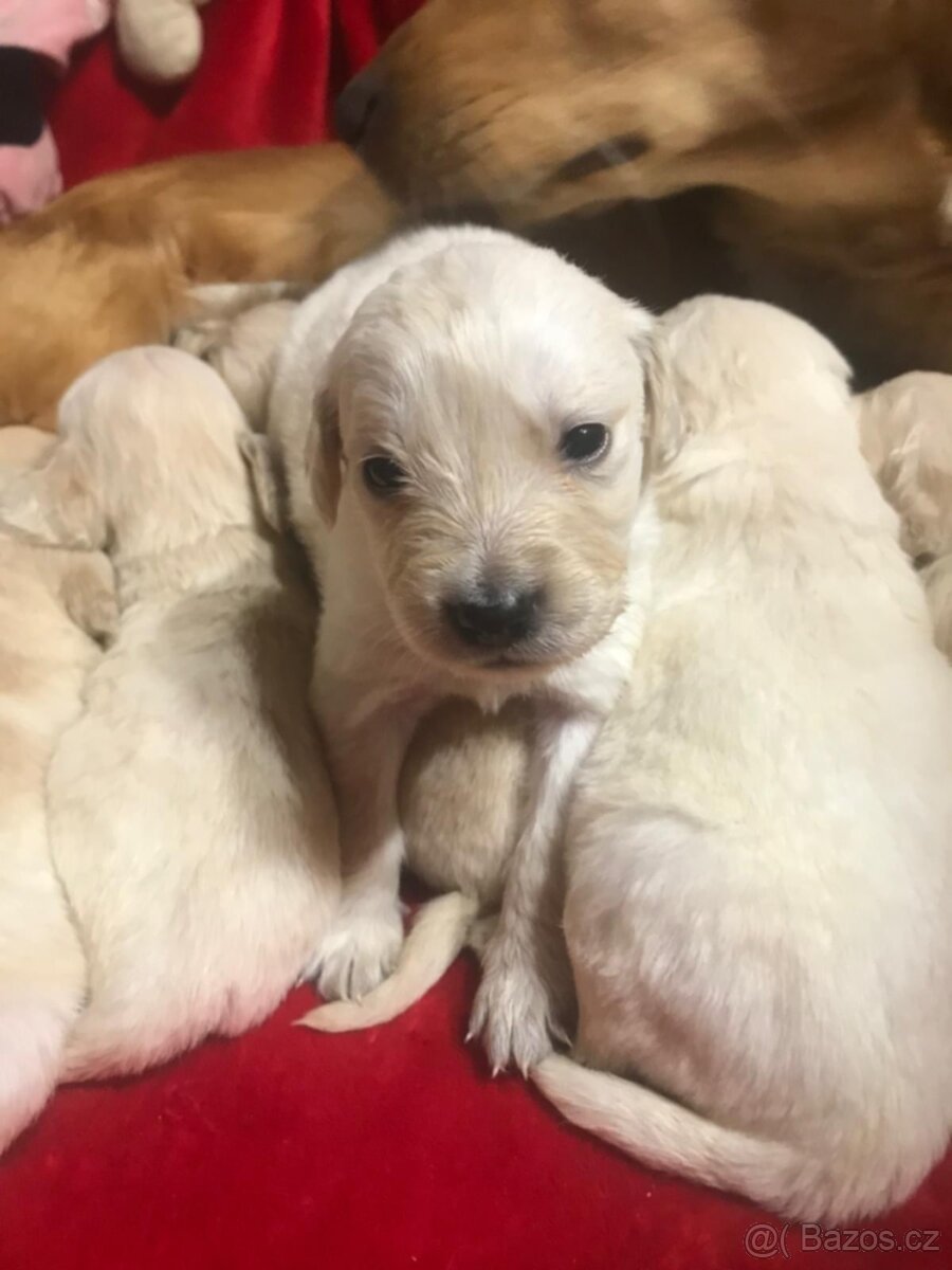 Štěňata Zlatý Retrivr - 3