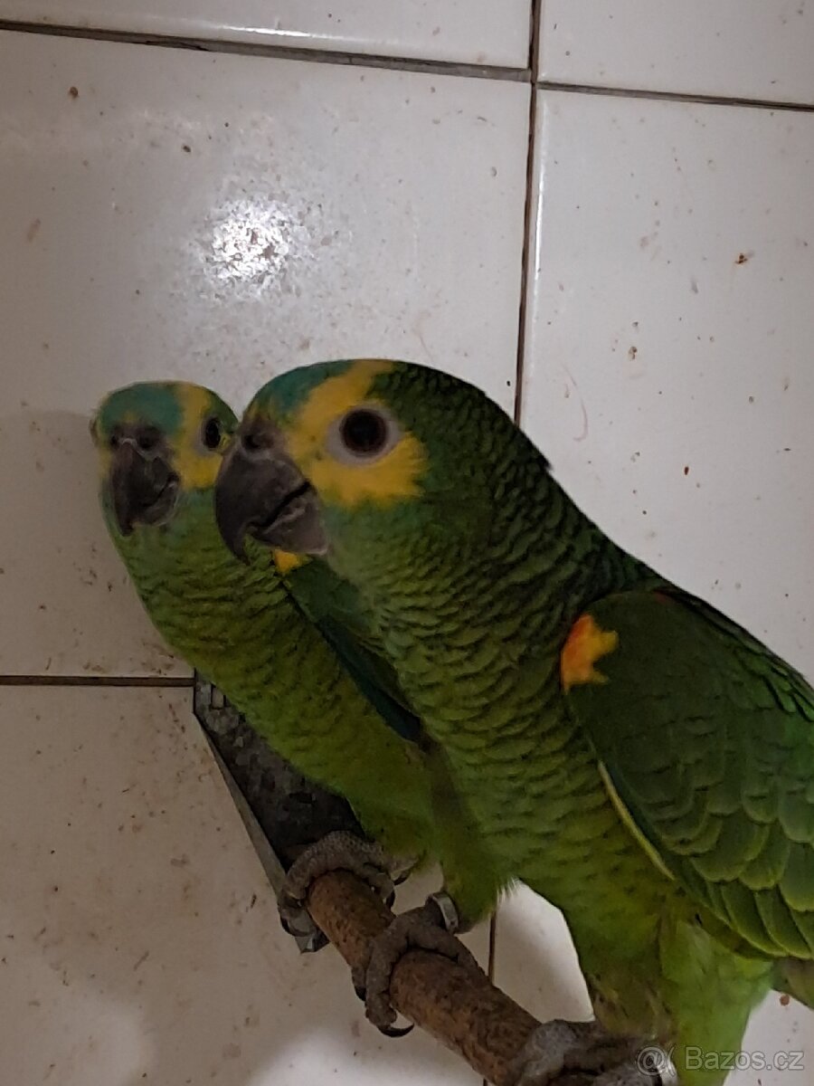 Amazoňan modročelý - 3