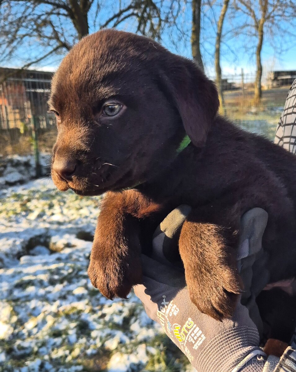 Labradorský retrívr bez PP - 3