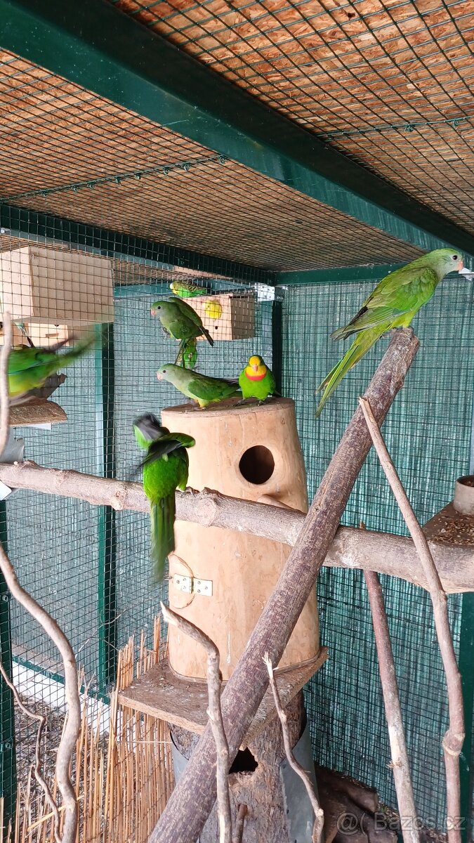 Papoušek nádherný - 3