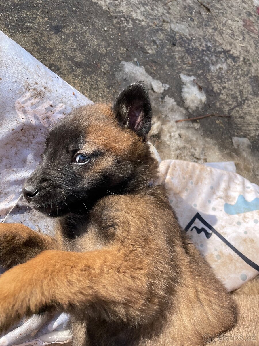 Štěně - 3