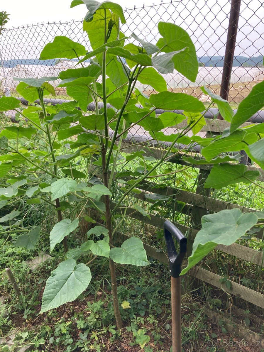 vzrostlý strom Paulownia / Pavlovnie - 3
