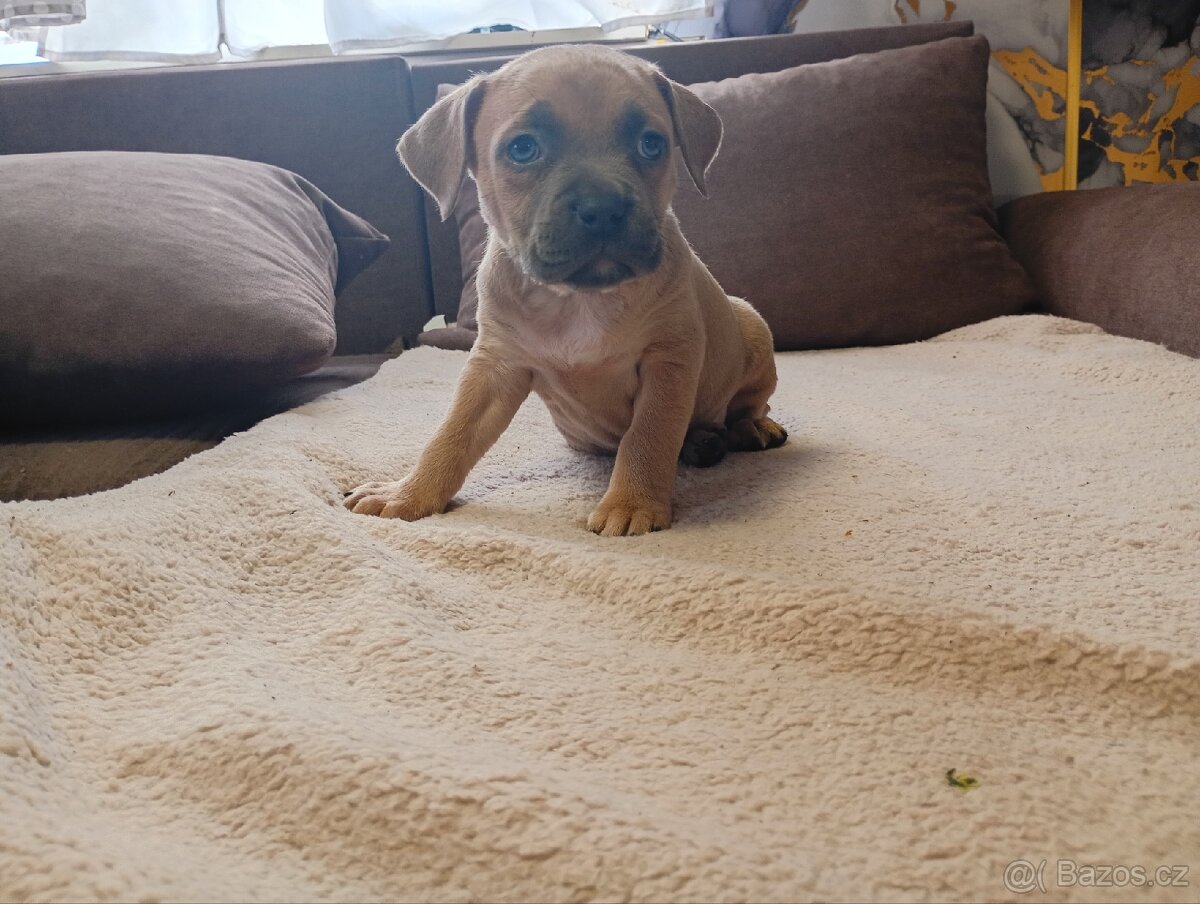 Stafordšírský bulteriér - 3