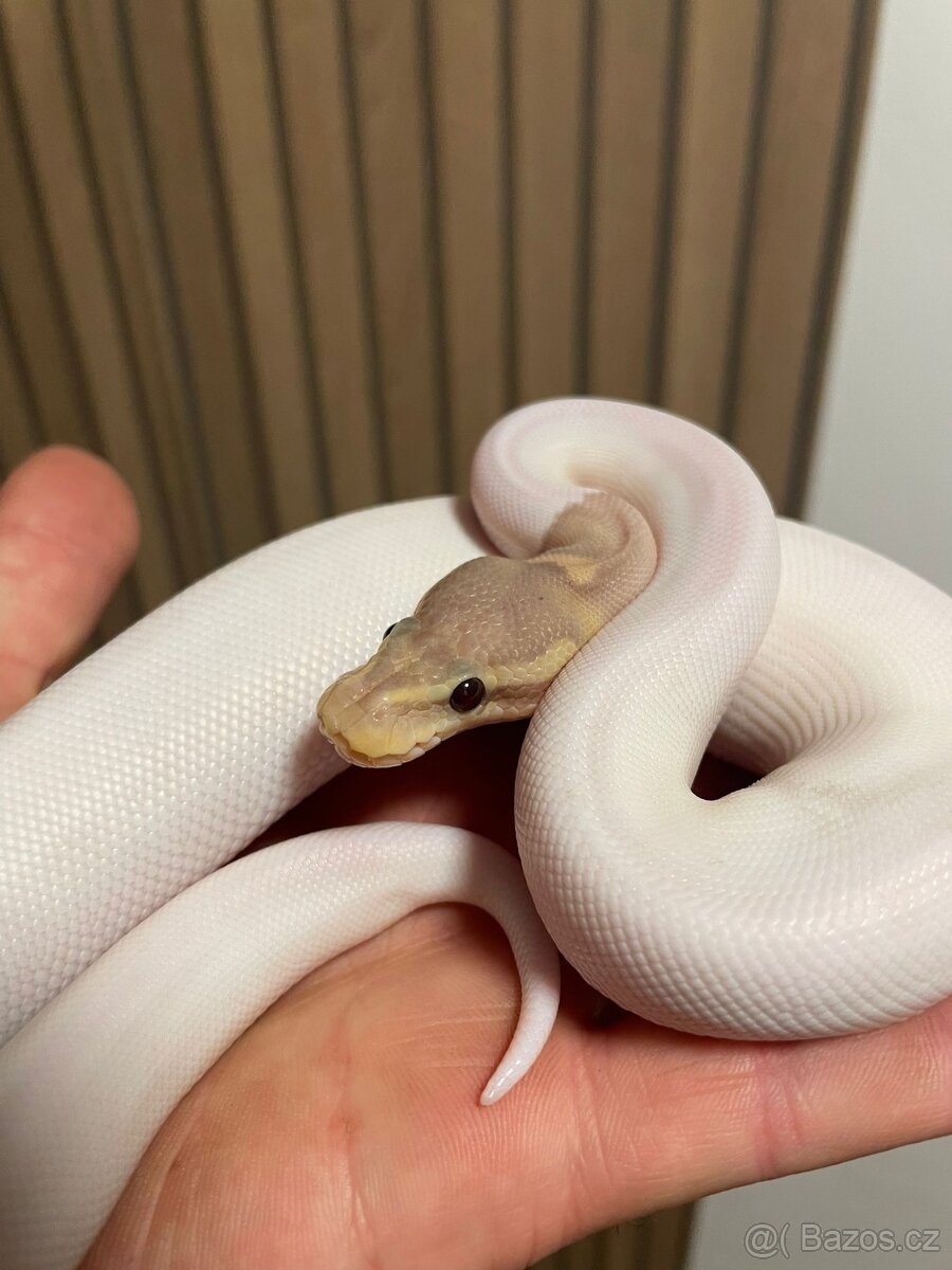 Krajta královská samice Banana Black pastel/Cinnamon Pied - 3