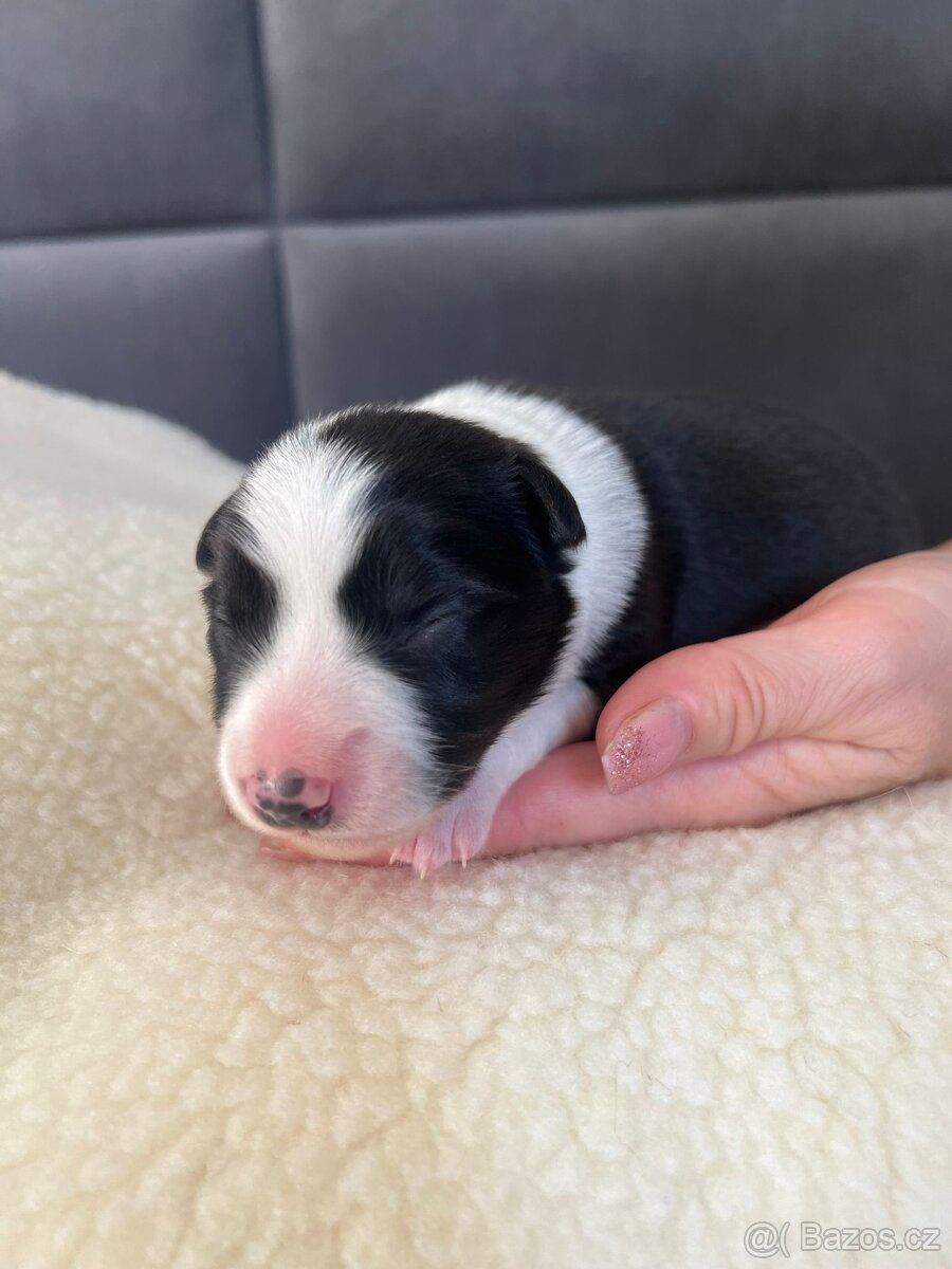 Štěňata Border Kolie s PP - 3