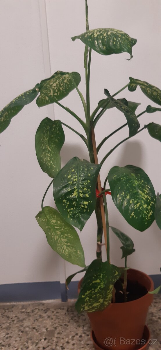 Prodám pokojové rostliny - 3