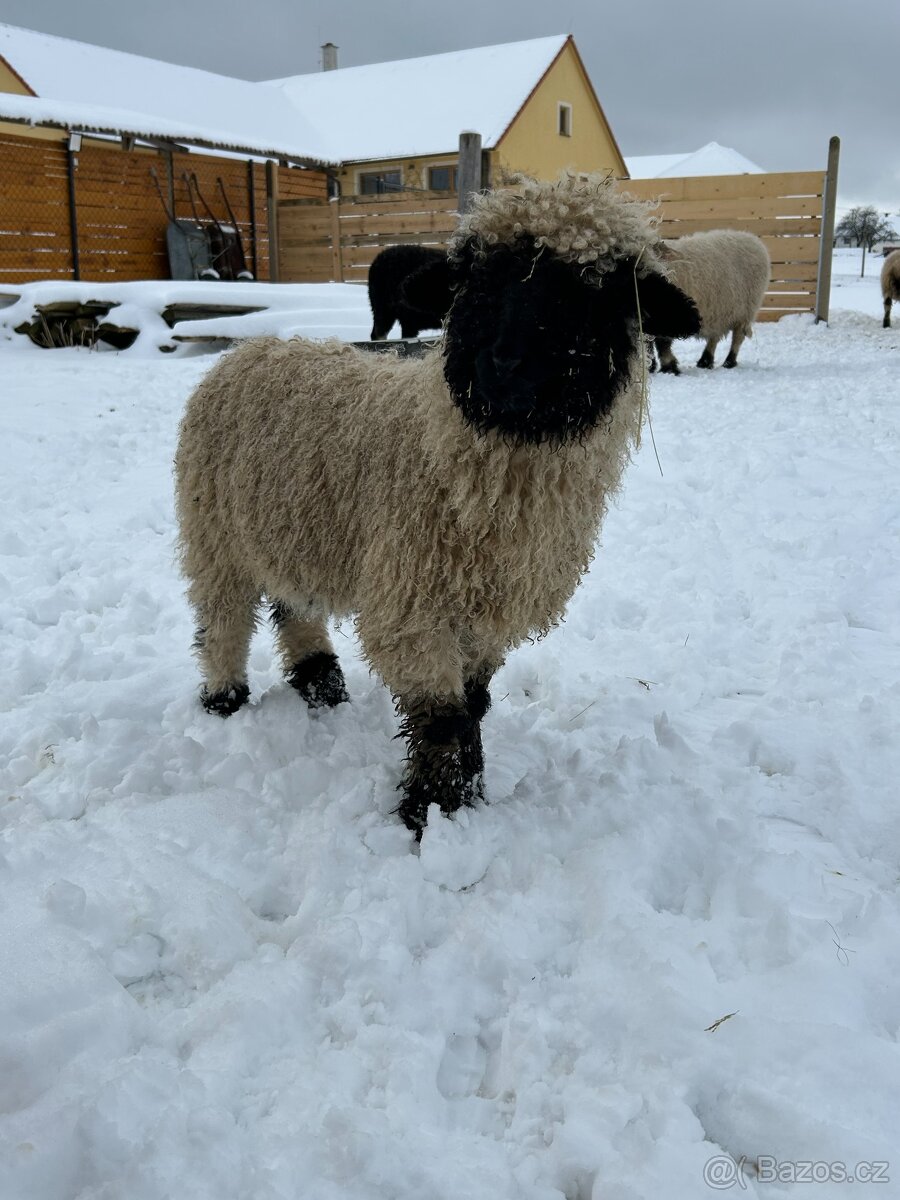 Walliserská černonosá ovce - jehňata - 3