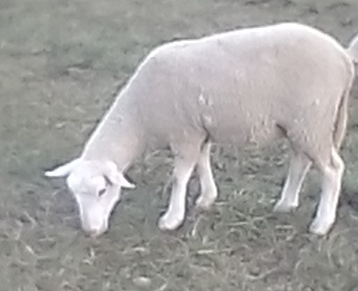 Ovce s mládětem (i samostatně) - 3