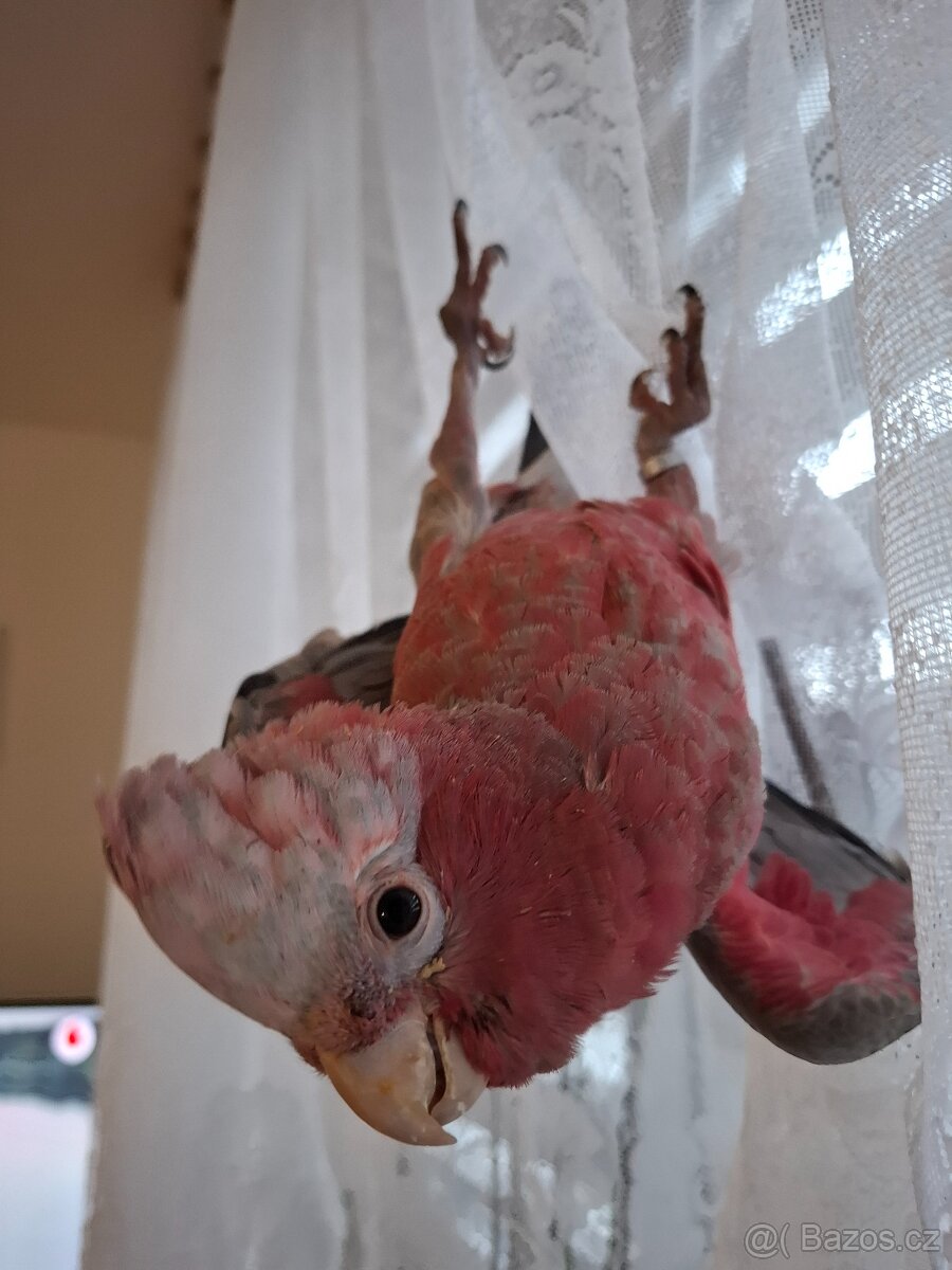 Kakadu růžový - 3