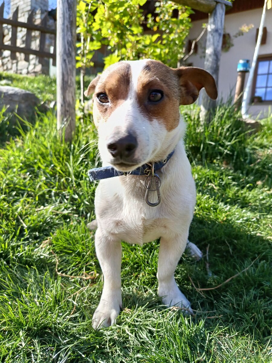 Jack Russell teriér - 3