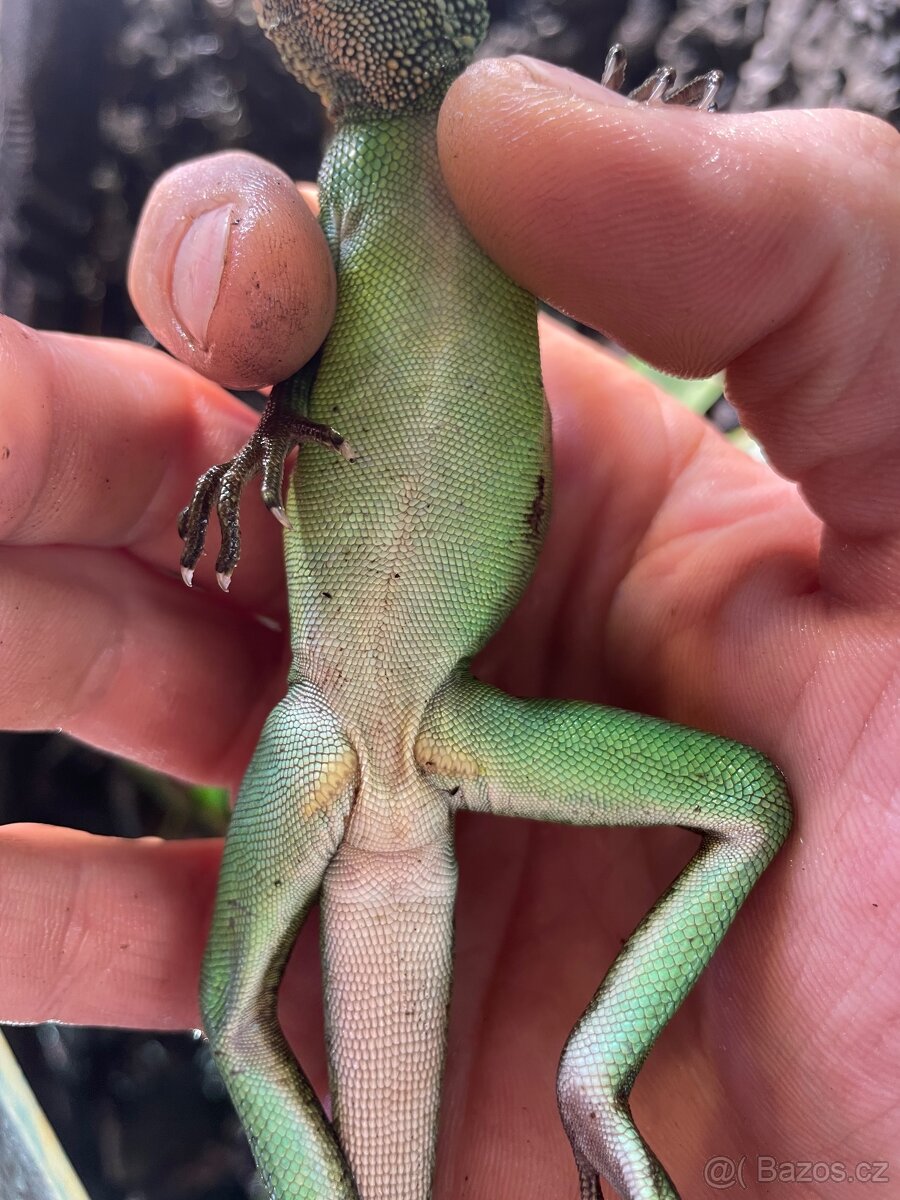 Agama kocincinska samec - 3