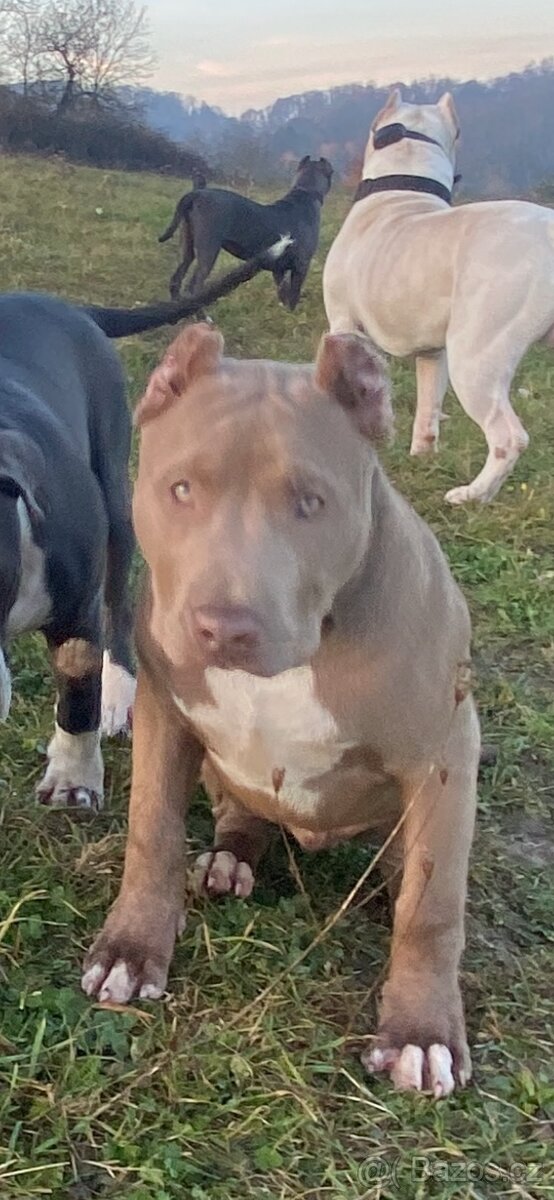 American Bully XL - 3