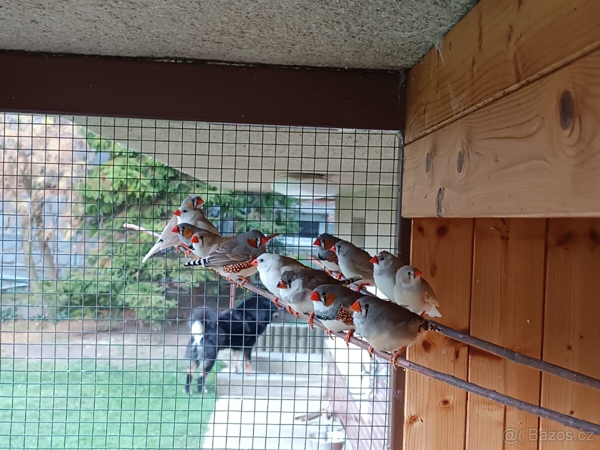 Zebřička pestrá - 3