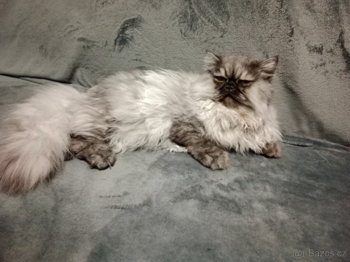 Perská kočka - 3