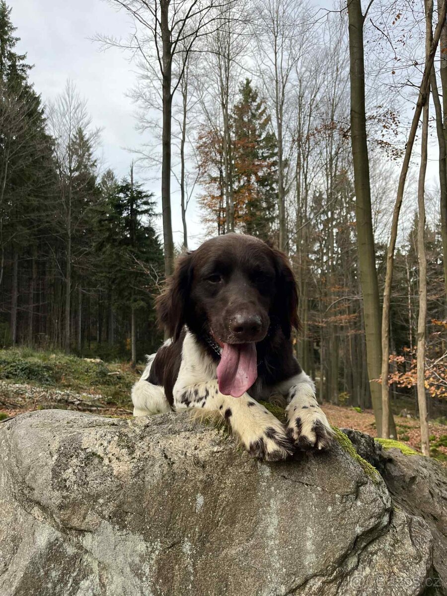 Malý münsterlandský ohař - 3