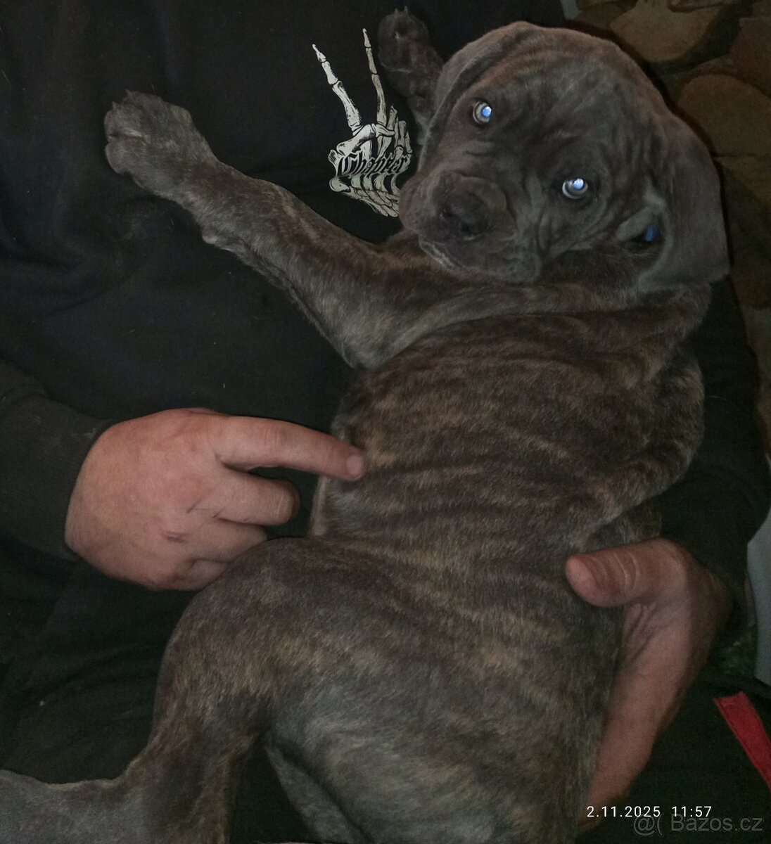 Cane Corso štěňata bez PP - 3