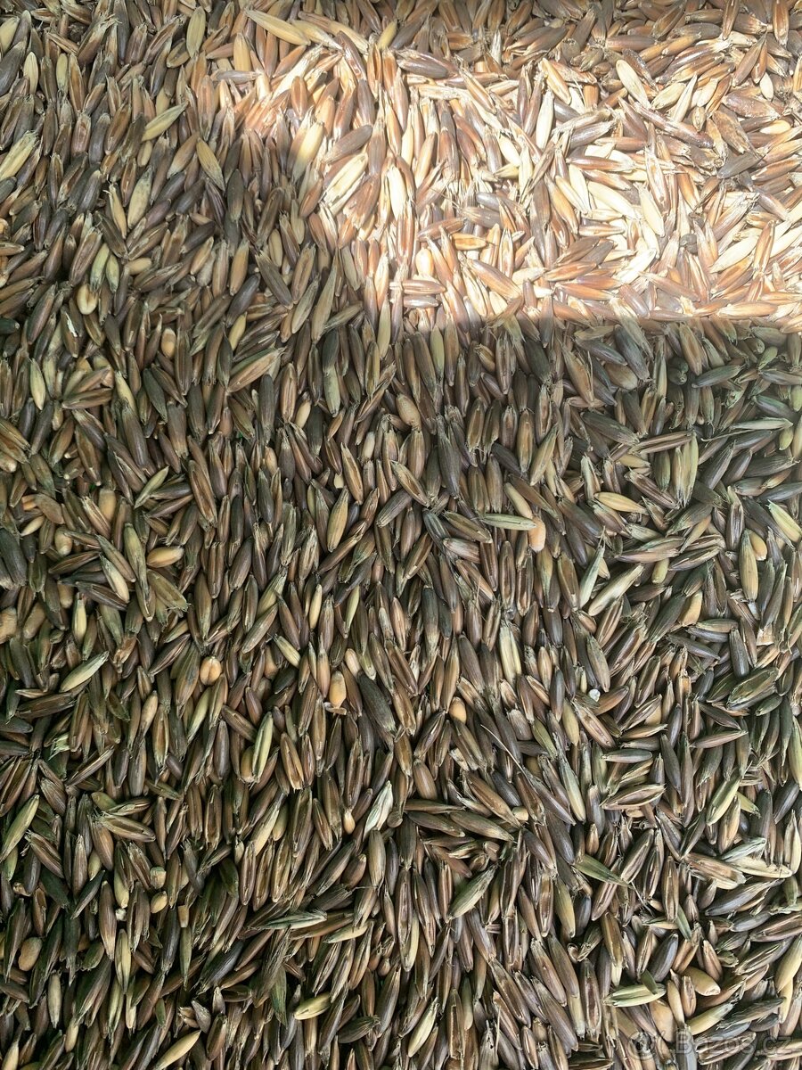 pšenice , ječmen,oves černý,oves nahý . - 3