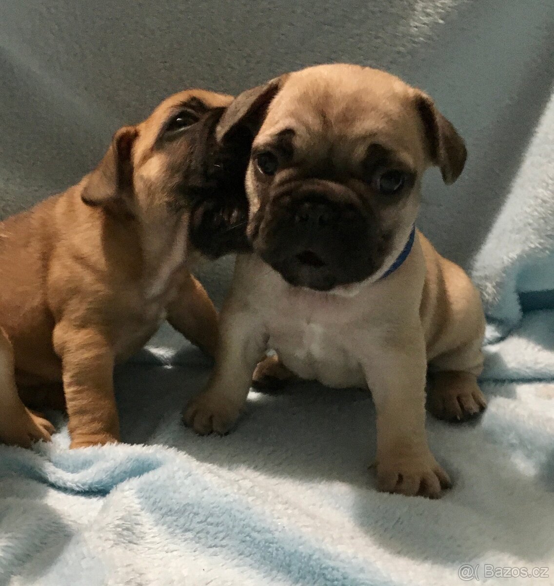 Francouzský buldoček s PP - 3
