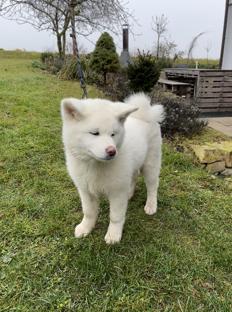 Bílý pejsek AKITA INU s PP - 3