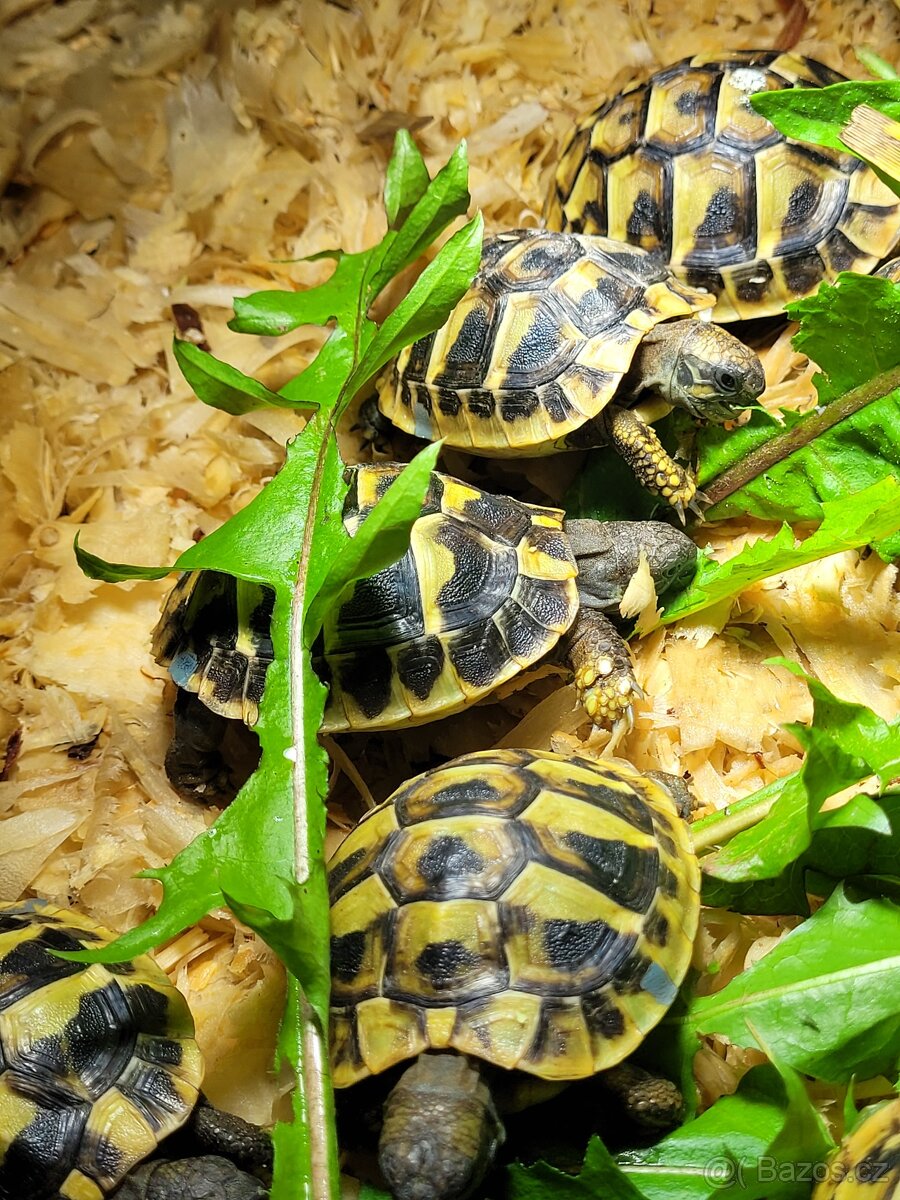 Želva zelenavá a žlutohnědá - 3
