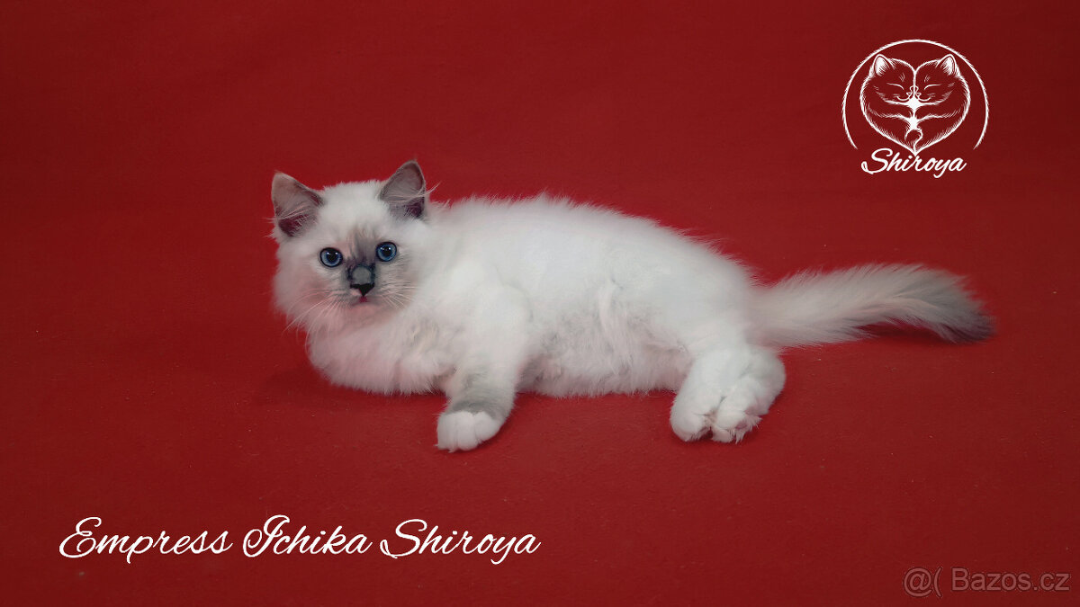 Koťata ragdoll s PP - 3