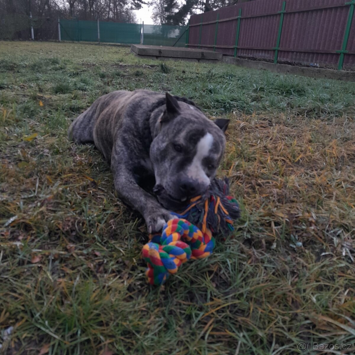 Pes ke krytí americký staford - 3