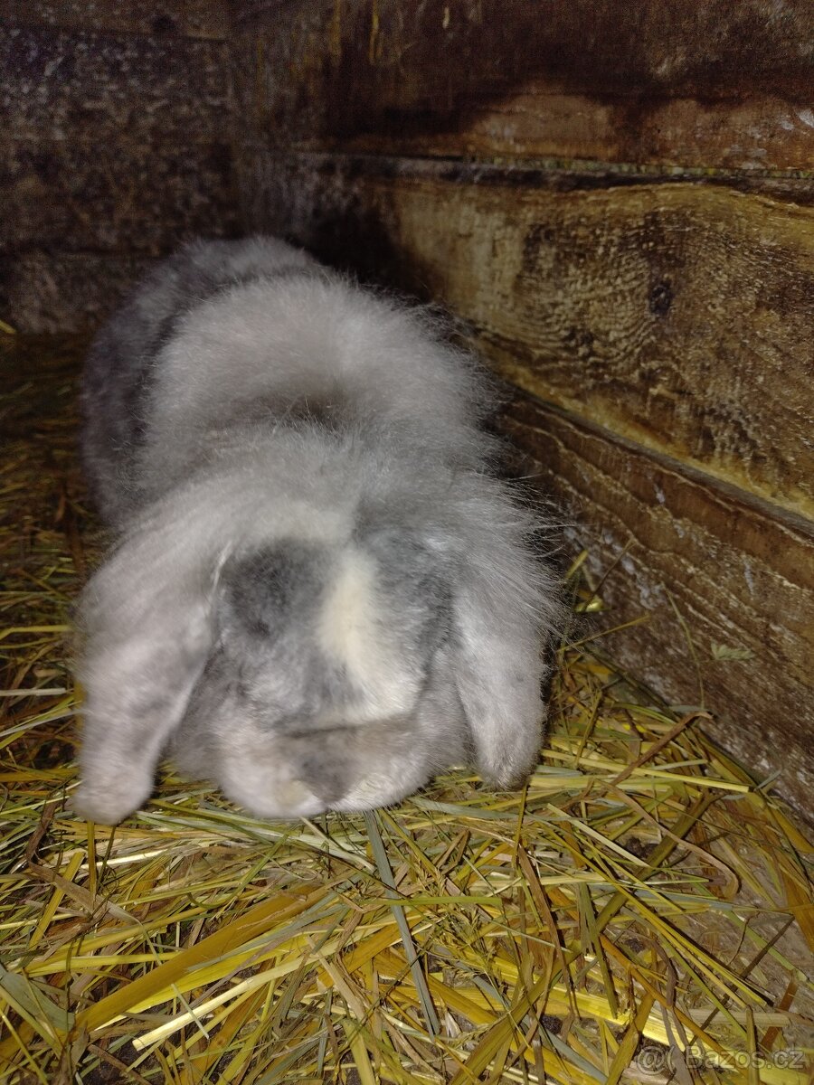 Zakrslý králík - 3