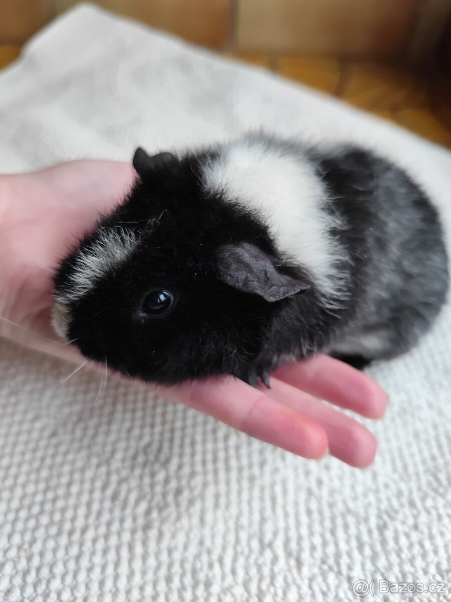 Morče / US Teddy sameček - 3