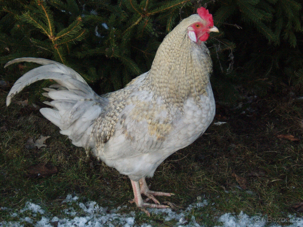 Kohout do chovu k prodeji - 3