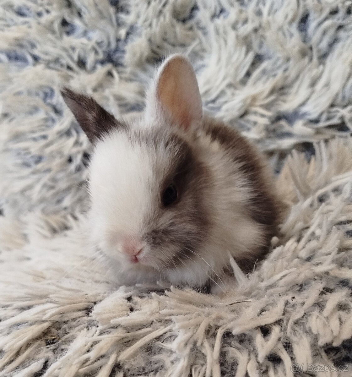 Zakrslý krátkouchý s VP - 3