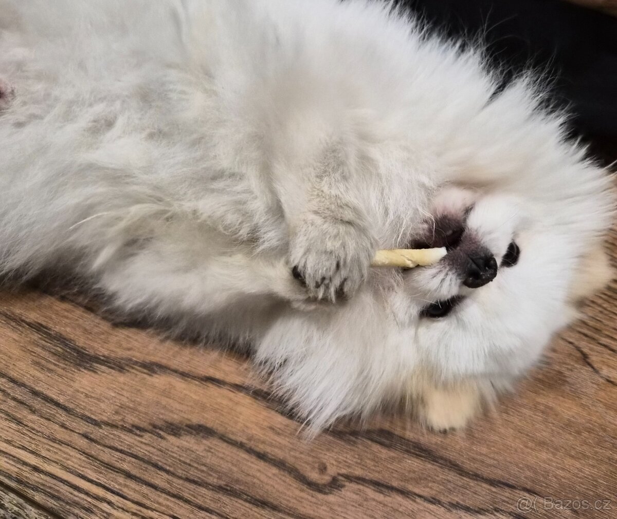 Pomeranian - 3