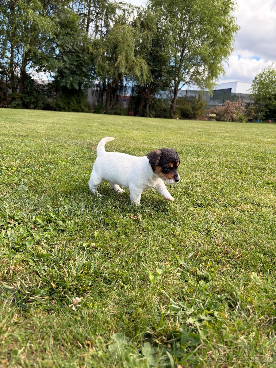 Šteniatka jack russel teriér - 3
