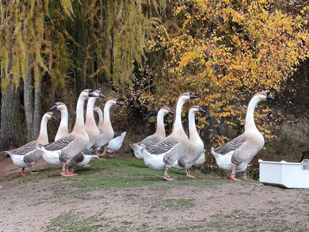 Husa labutí šedá - 3