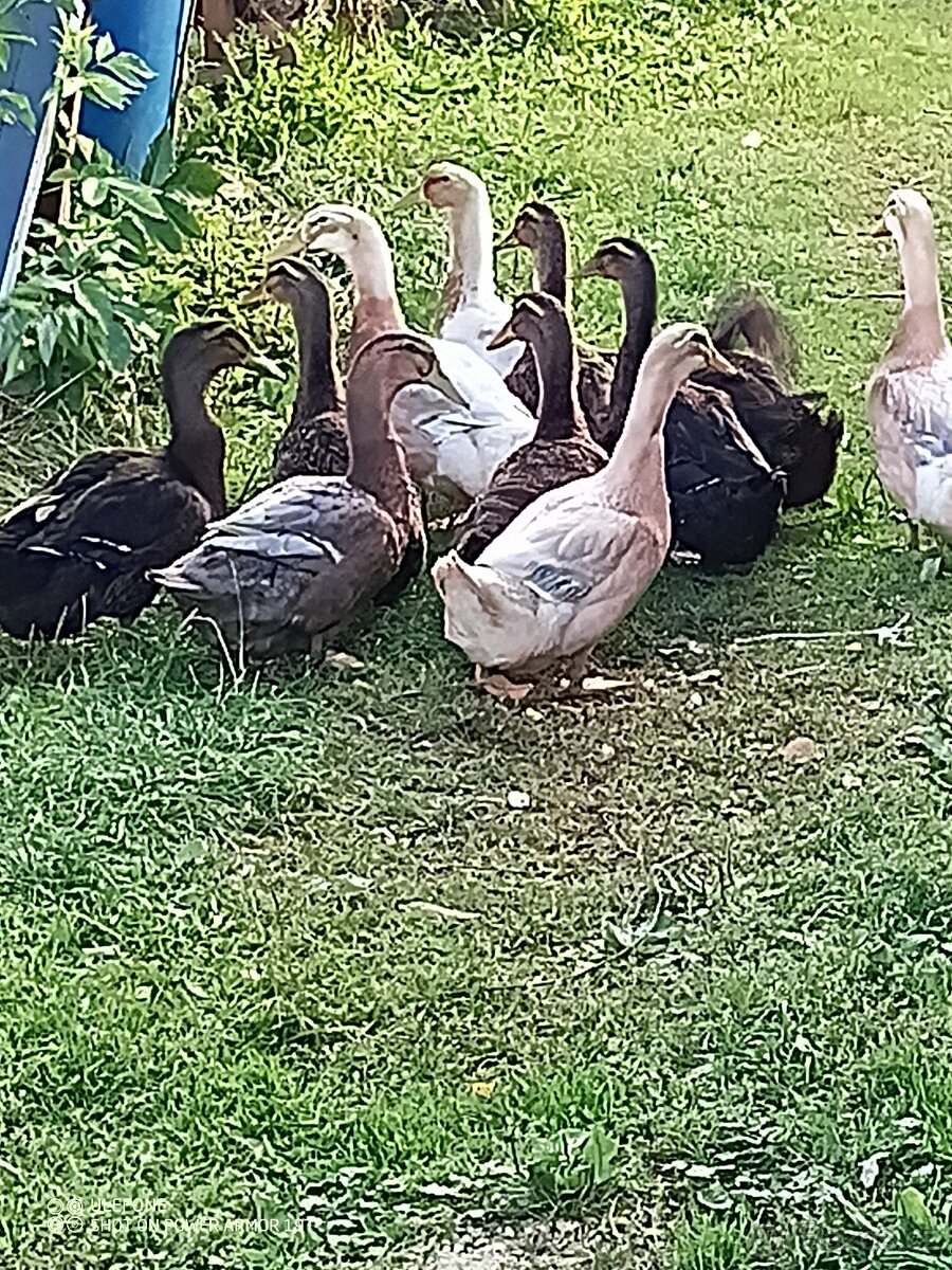 Kachna saská a ruánská - 3