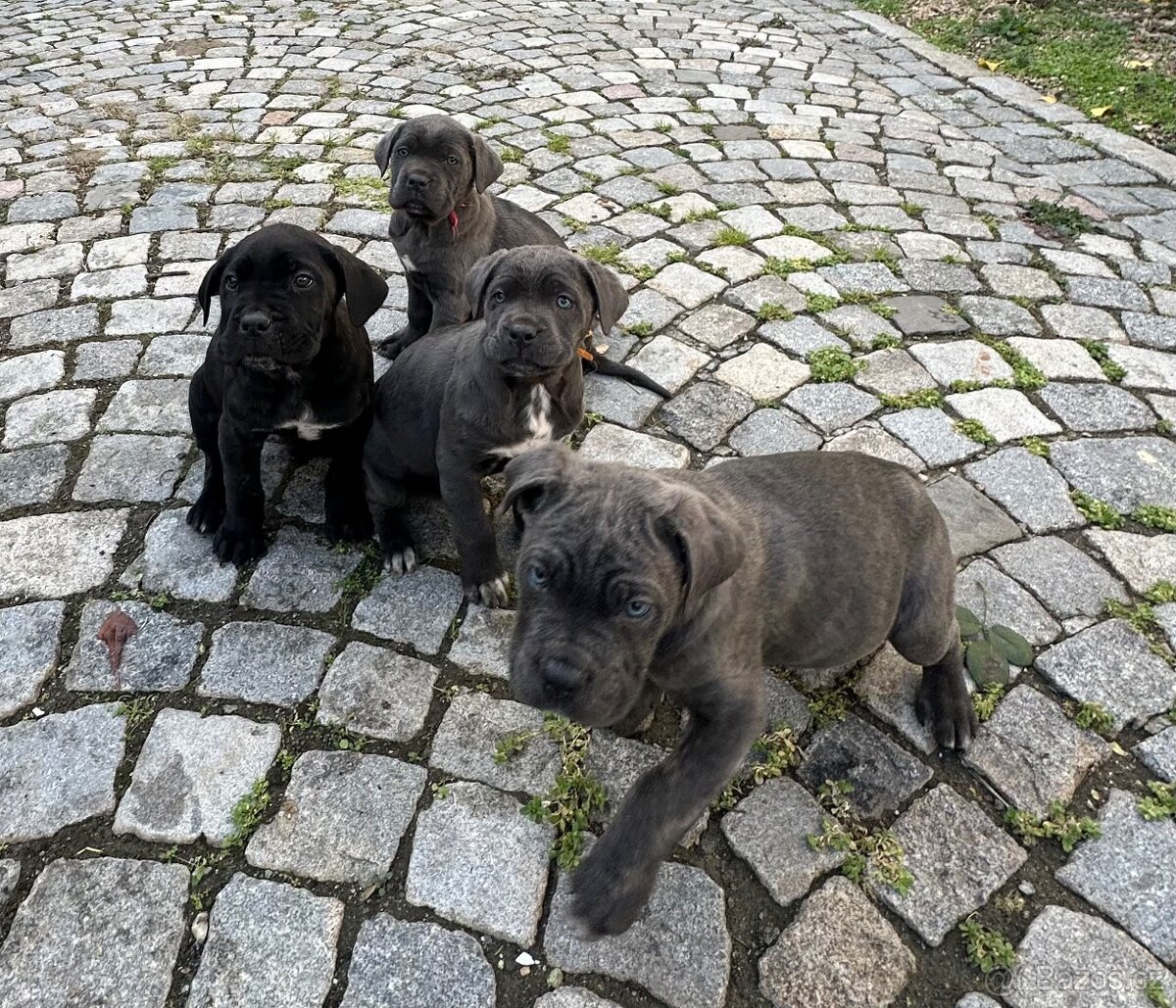 Štěňátka Cane Corso - 3