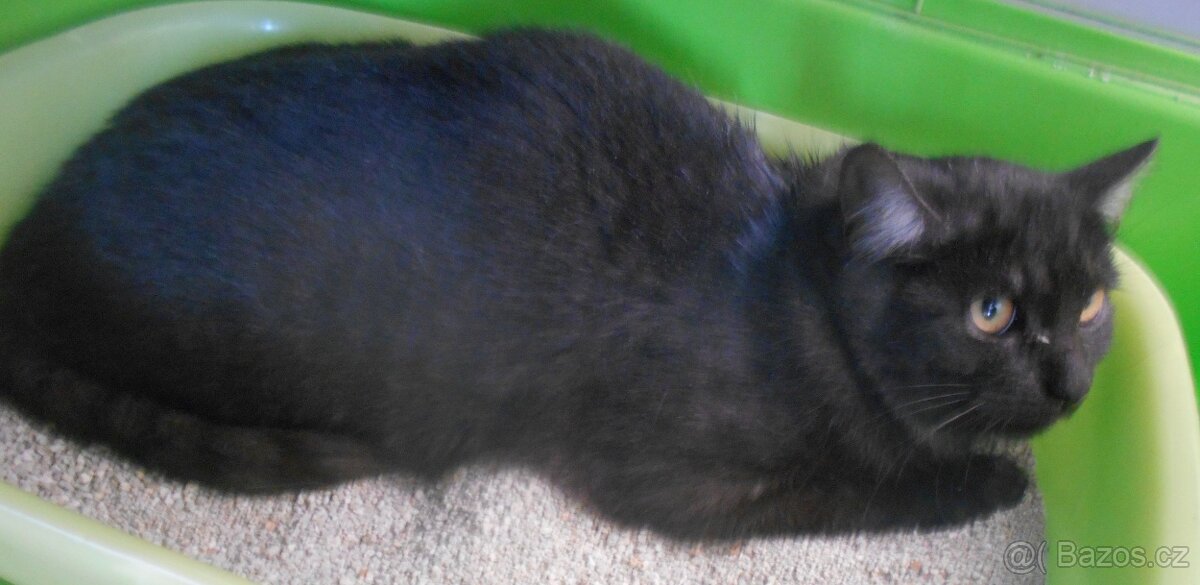 Černý až kouřový, 1roční Sam hledá domov. - 3