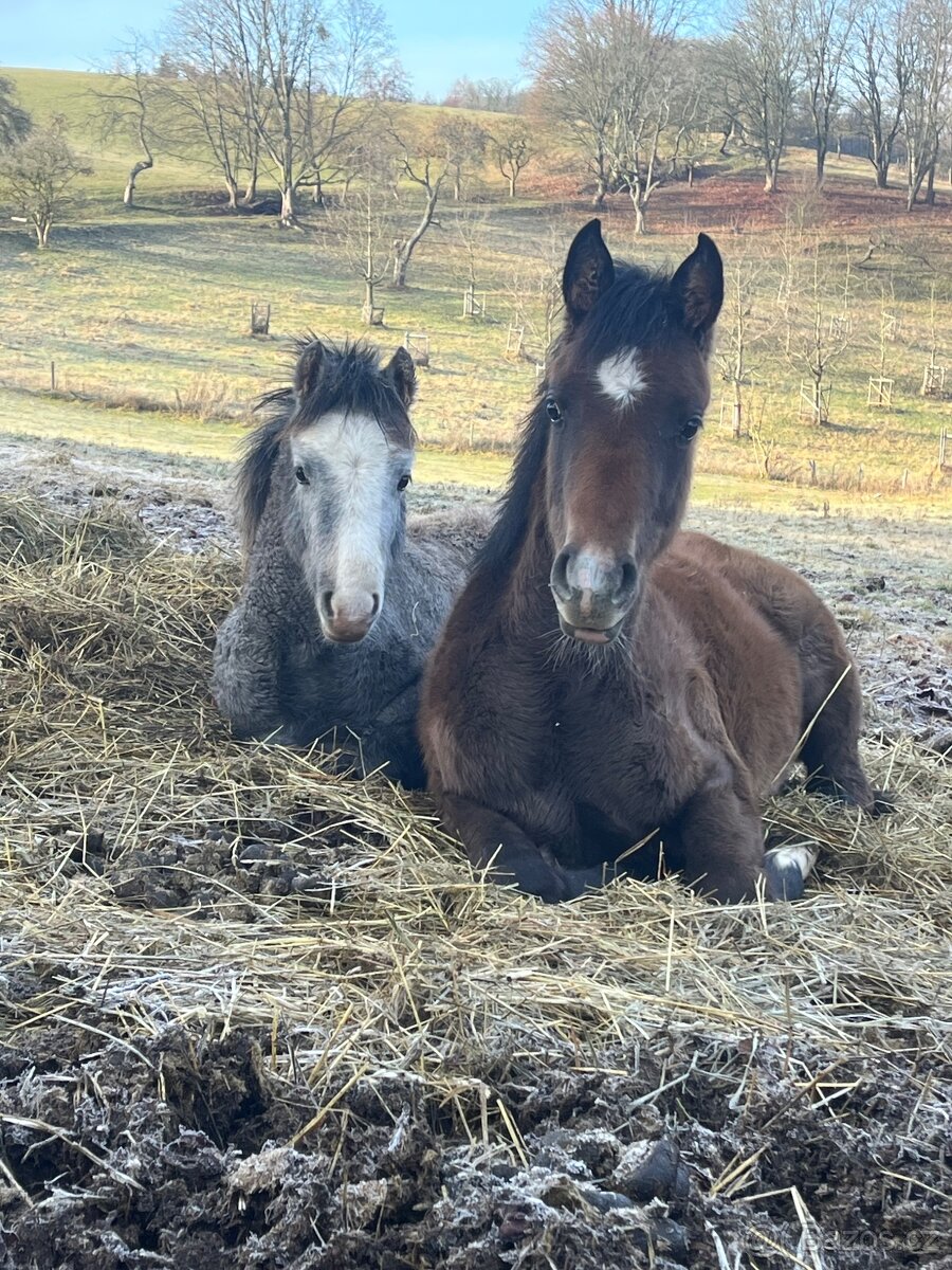 Arabsky plnokrevník - hřebeček, 6 měsíců - 3