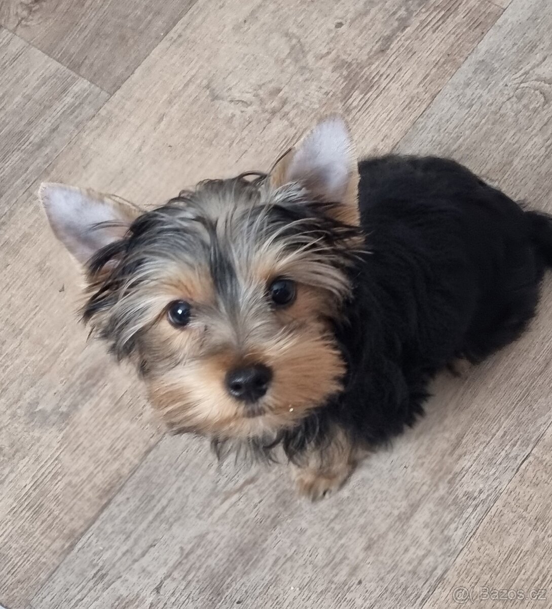 Jorkširsky terier fenka s pp - 3