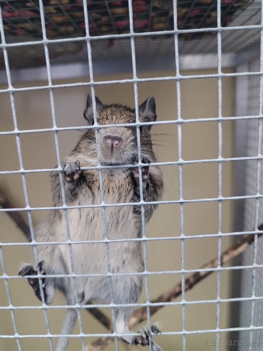 4 samičky Osmáka degu - 3