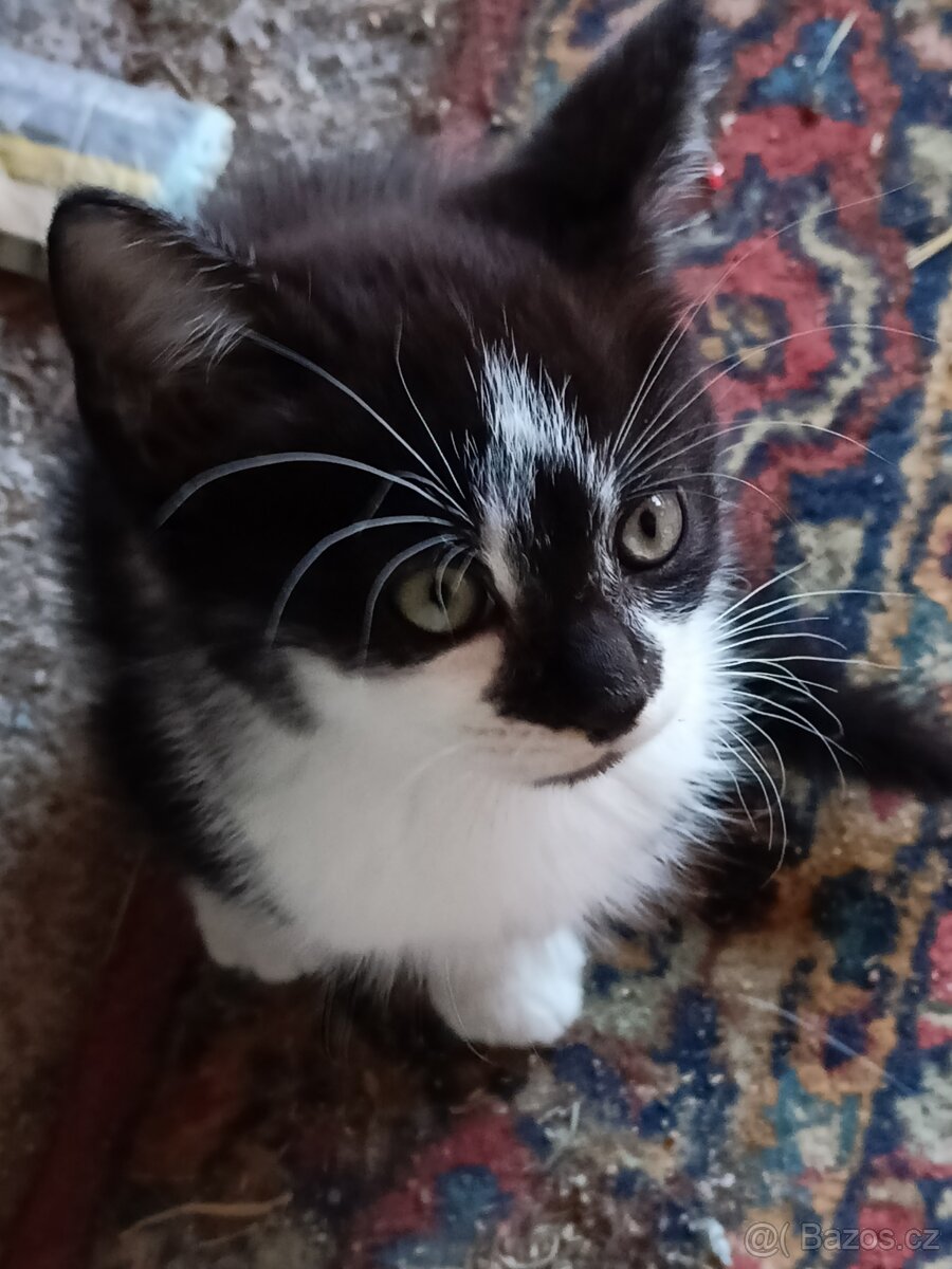 Daruji koťátka - 3