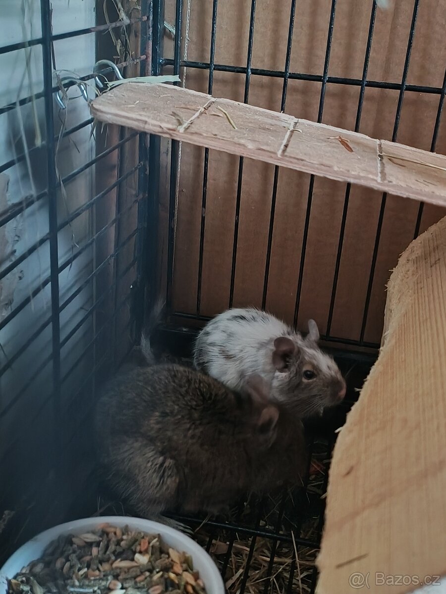 Daruji osmáky - samičky - 3