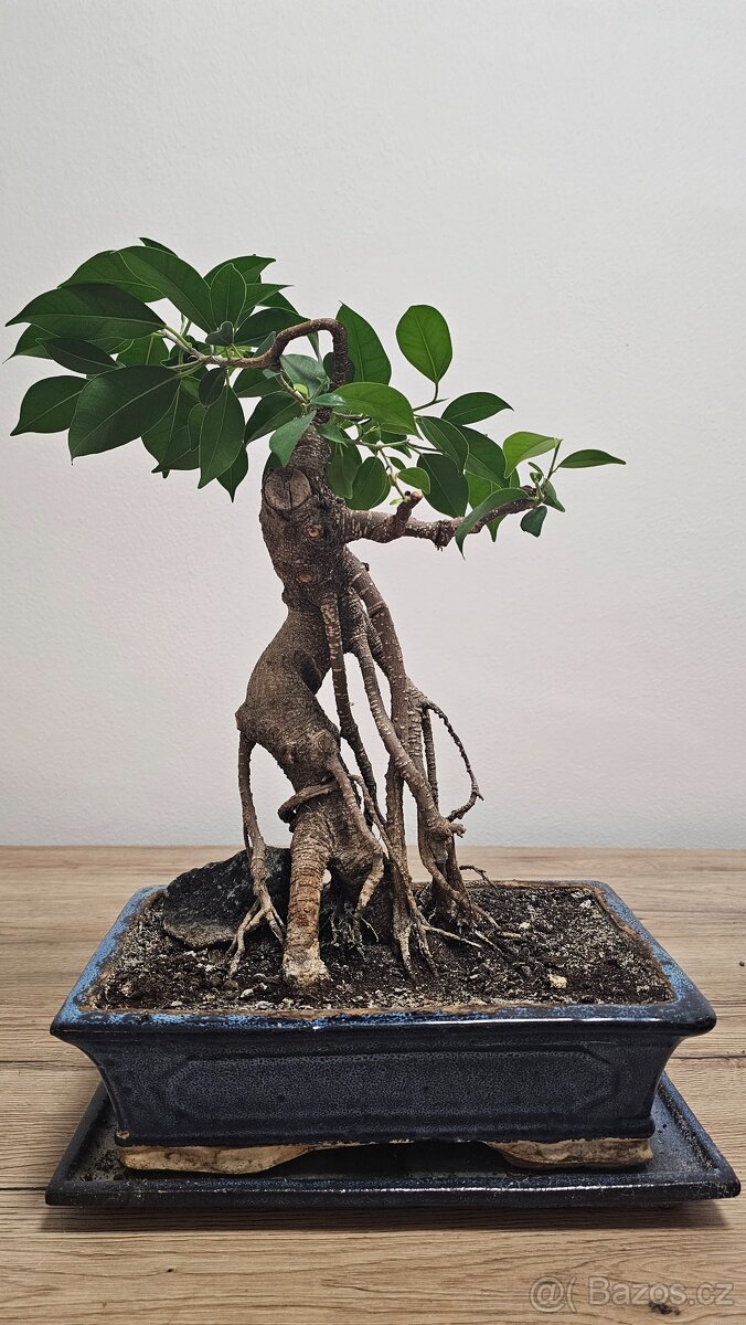 Bonsai Ficus Retusa - 3