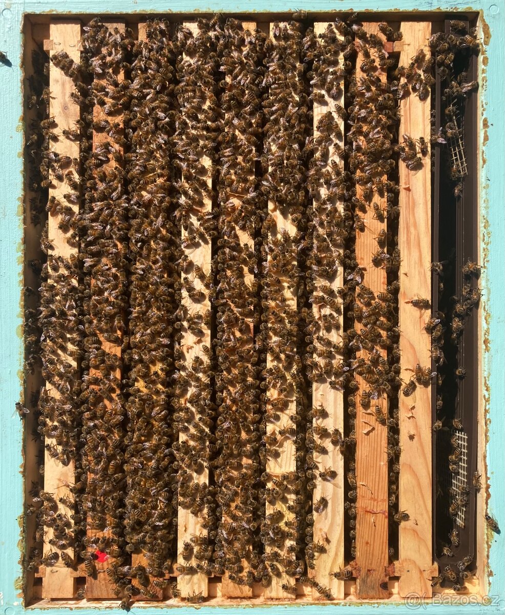 Včelí oddělky - 3